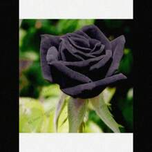 COD10Pcs Semillas de Rosas de Colores Raros para Decoración de Plantas en el Hogar y Jardín - Rojo rosa - Ver 6