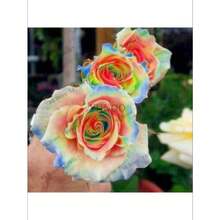 COD10Pcs Semillas de Rosas de Colores Raros para Decoración de Plantas en el Hogar y Jardín - Rojo rosa - Ver 1