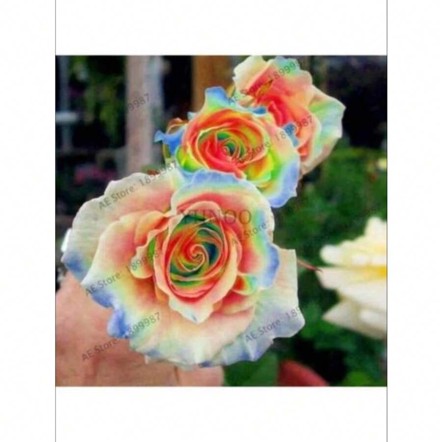 COD10Pcs Semillas de Rosas de Colores Raros para Decoración de Plantas en el Hogar y Jardín - Rojo rosa - Ver 1