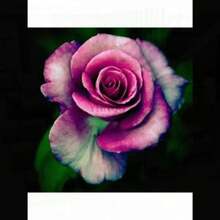 COD10Pcs Semillas de Rosas de Colores Raros para Decoración de Plantas en el Hogar y Jardín - Rojo rosa - Ver 11