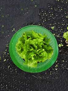 蝸牛與蛞蝓領圈 - 可重複使用的植物保護器，用於昆蟲控制，無需電力，非常適合花園和農場使用，用於害蟲防治 - A - 查看 5