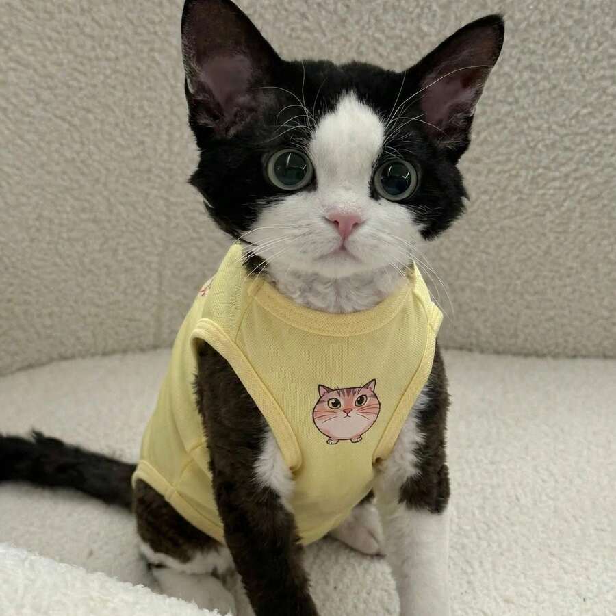 Devon Rex Cat Clothes Summer Thin Sphynx Hairless Cat Anti-Shedding Cartoon Print Four-Legged Pet Apparel - Yellow - View 1