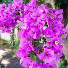 Alta tasa de germinación GARDEN Bougainvillea Morada - Jazmín Sudamericano 200 Semillas Planta Impresionante para Paisajismo y Pantallas de Privacidad de Rápido Crecimiento y Fácil Mantenimiento - 100 unidades - Ver 3