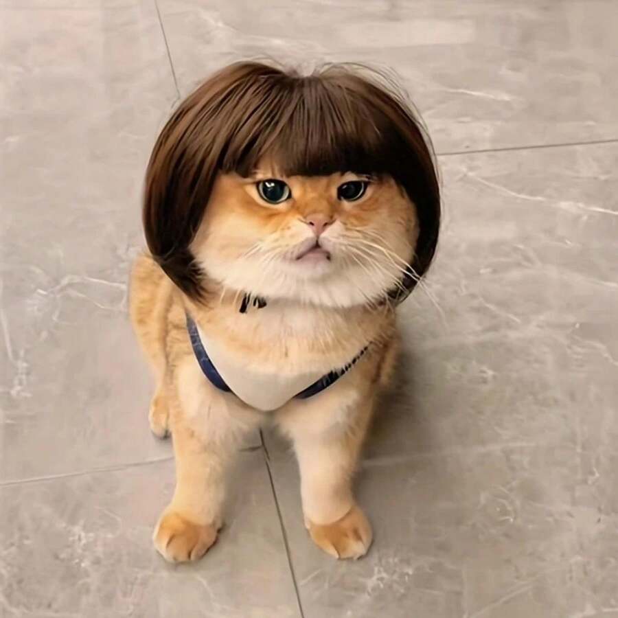 Cute Synthetic Fiber Pet Wig, Black Straight Bangs Hairstyle, Fun Fashionable Headpiece For Cats And Small Dogs, Pet Hair Accessory, Halloween - Multicolor - View 1