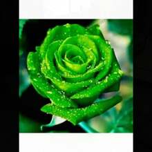 COD10Pcs Semillas de Rosas de Colores Raros para Decoración de Plantas en el Hogar y Jardín - Rojo rosa - Ver 5