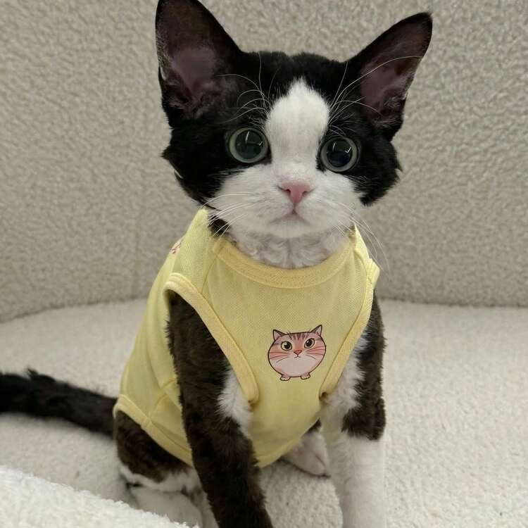 Devon Rex Cat Clothes Summer Thin Sphynx Hairless Cat Anti-Shedding Cartoon Print Four-Legged Pet Apparel - Yellow - View 2