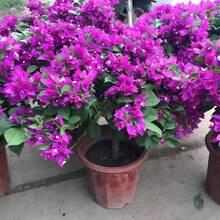 Alta tasa de germinación GARDEN Bougainvillea Morada - Jazmín Sudamericano 200 Semillas Planta Impresionante para Paisajismo y Pantallas de Privacidad de Rápido Crecimiento y Fácil Mantenimiento - 100 unidades - Ver 1