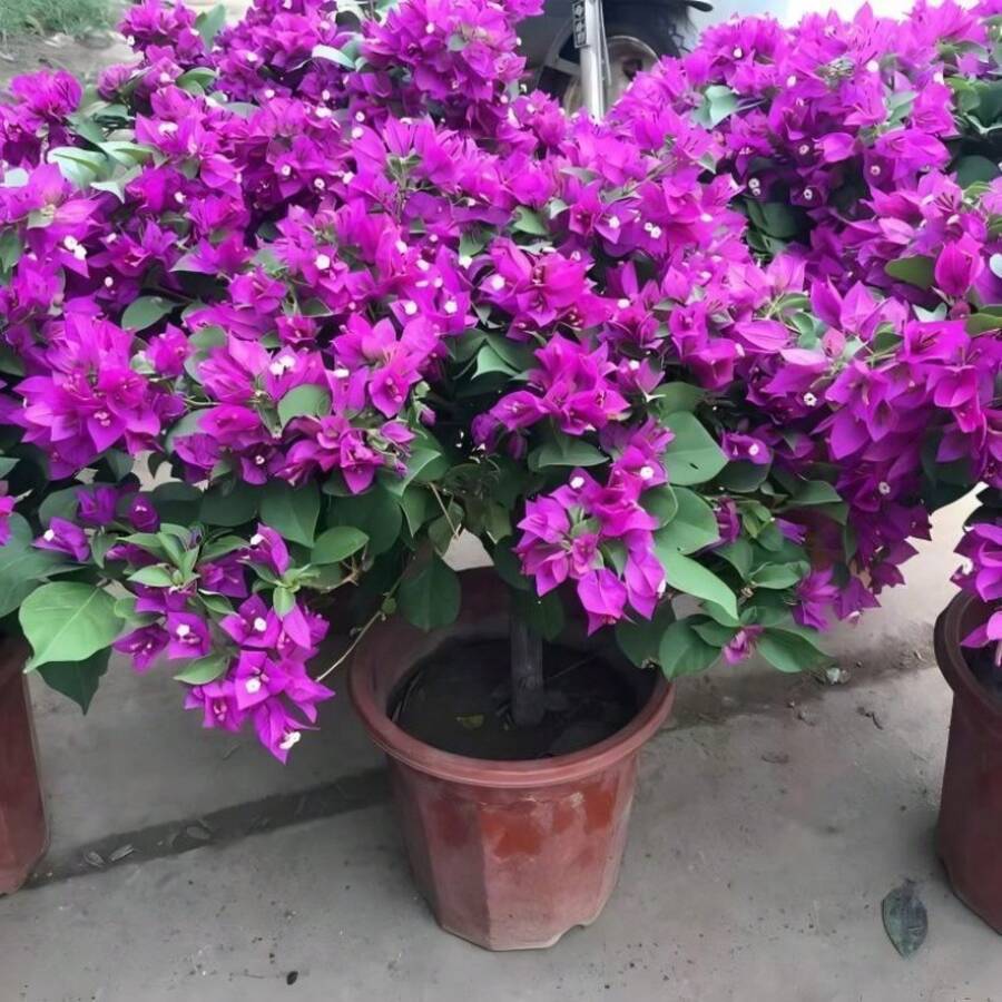 Alta tasa de germinación GARDEN Bougainvillea Morada - Jazmín Sudamericano 200 Semillas Planta Impresionante para Paisajismo y Pantallas de Privacidad de Rápido Crecimiento y Fácil Mantenimiento - 100 unidades - Ver 1