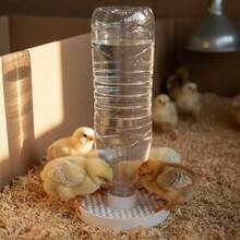 Alat Minum Anti Tenggelam untuk Anak Ayam, Tempat Minum Unggas Otomatis untuk Anak Ayam dan Bebek, Cocok untuk Botol Air Mineral dengan Diameter Mulut Sekitar 2,4 cm, Perlengkapan Penting untuk Kotak Inkubasi Ayam - A - View 5