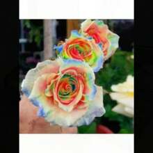 COD10Pcs Semillas de Rosas de Colores Raros para Decoración de Plantas en el Hogar y Jardín - Rojo rosa - Ver 10
