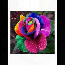 COD10Pcs Semillas de Rosas de Colores Raros para Decoración de Plantas en el Hogar y Jardín - Rojo rosa - Ver 3