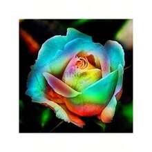 COD10Pcs Semillas de Rosas de Colores Raros para Decoración de Plantas en el Hogar y Jardín - Rojo rosa - Ver 8