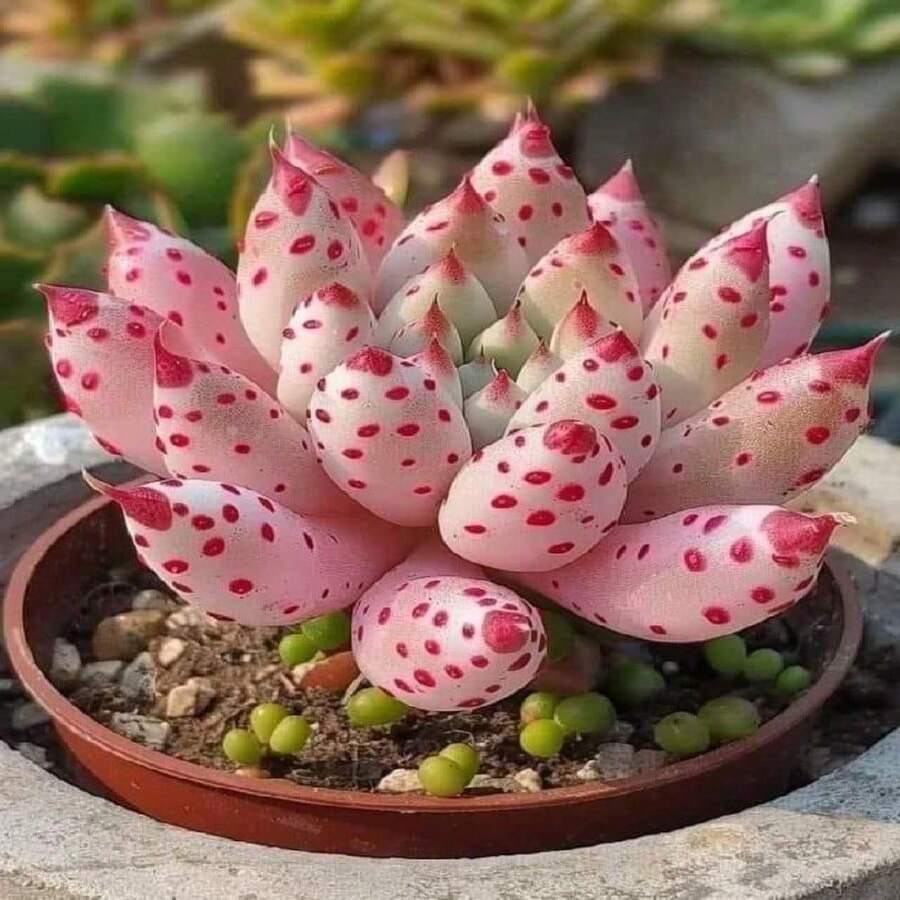 Semillas de 100 Plantas Suculentas de Local Warehouse100, Plantas de Floración Continua, Resistentes al Frío y al Calor, Bonsái - paquete de 500 - Ver 1