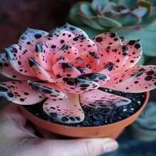 Semillas de 100 Plantas Suculentas de Local Warehouse100, Plantas de Floración Continua, Resistentes al Frío y al Calor, Bonsái - paquete de 500 - Ver 3