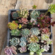 Plantas suculentas vivas (paquete de 6)