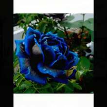 COD10Pcs Semillas de Rosas de Colores Raros para Decoración de Plantas en el Hogar y Jardín - Rojo rosa - Ver 9