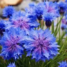3000 Semillas de Centáurea Cianos - Mezcla de Alta Calidad Centaurea Cyanus - 3000 - Ver 2
