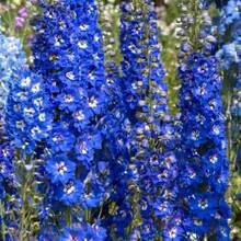 1000 Semillas de Delphinium Azul, Resistentes al Frío y a los Ciervos, Flores Perennes de Tallo Alto para Bordes de Jardín - 1000 - Ver 3