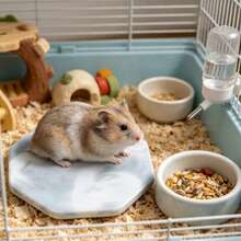 Hamster Cooling Pad, Anti-Bite Anti-Flip, Random Texture, Easy To Clean, Perfect For Cooling Hamsters In Summer, Also Suitable For Small Pet Cages And Landscape Decor. Suitable For Small Hamsters. - View 5