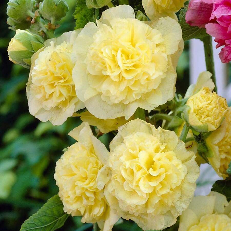 100 Semillas de Saco de Agua Doble Amarillo para Plantar Flores Gigantes de Saco de Agua, Semillas Perennes para Jardín Exterior y Hogar, Atrae Polinizadores - Variante 1 - Ver 1