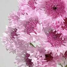 3000 Semillas de Centáurea Cianos - Mezcla de Alta Calidad Centaurea Cyanus - 3000 - Ver 3