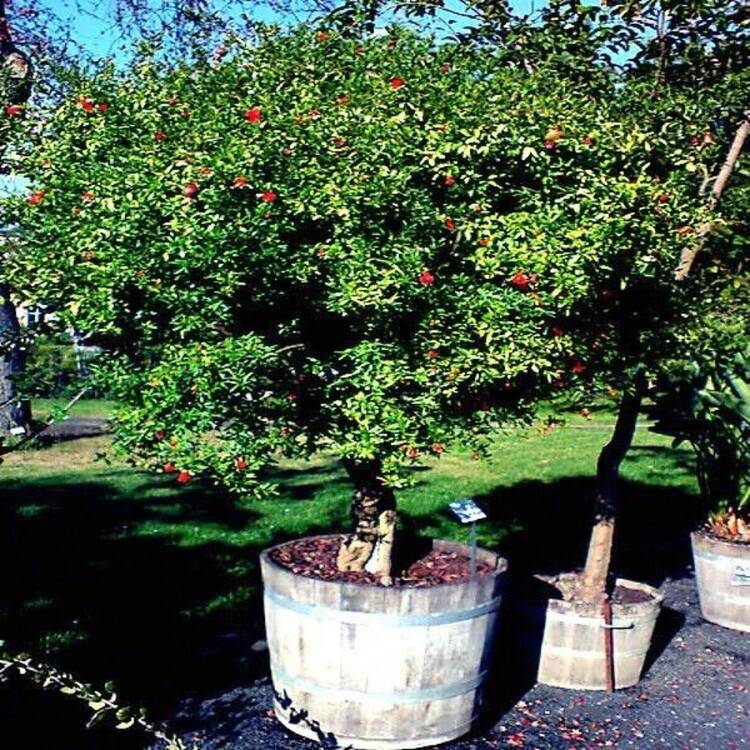 50 Semillas de Granada DWARF (Punica granatum) Nana Garden Fruit House Plant - Variante 1 - Añade 11