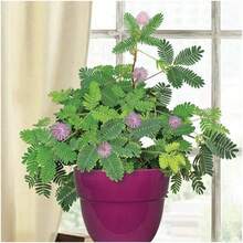Semillas Sensibles de Mimosa para Plantar Mimosa Pudica, Flores Anuales de Variedad Antigua y de Polinización Abierta con Flores y Hojas Rosadas que Reaccionan al Tacto. - 100 - Ver 3