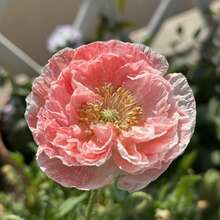 100 Semillas de Flor de Amapola de Islandia Color Melocotón – Elegantes Flores Naranja-Rosadas para Jardín y Balcón - 100 semillas - Ver 3