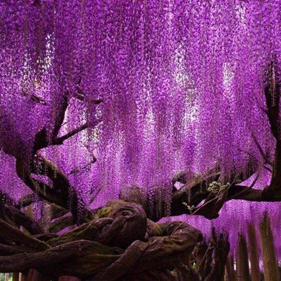 Repelente de mosquitos - Glicinia Morada, Rosa y Azul - 20 para Cultivar - Plantas de Flores Multicolor para Jardín, Interior y Exterior - Glicinia Trepadora en Maceta - Decoración DIY Bonsái - 20 semillas - Ver 1