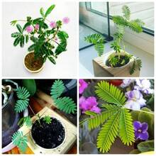 Semillas Sensibles de Mimosa para Plantar Mimosa Pudica, Flores Anuales de Variedad Antigua y de Polinización Abierta con Flores y Hojas Rosadas que Reaccionan al Tacto. - 100 - Ver 1