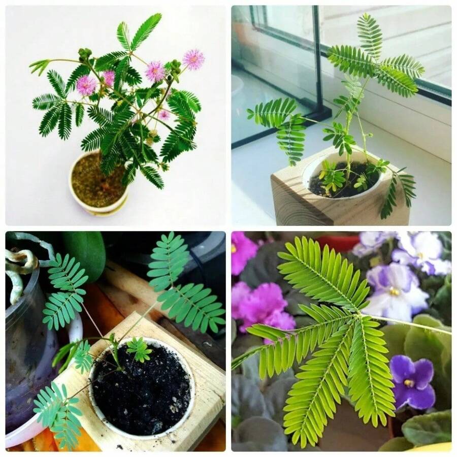 Semillas Sensibles de Mimosa para Plantar Mimosa Pudica, Flores Anuales de Variedad Antigua y de Polinización Abierta con Flores y Hojas Rosadas que Reaccionan al Tacto. - 100 - Ver 1