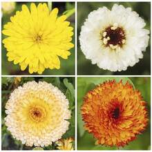 Más de 300 Semillas de Caléndula para Plantar en Macetas - Semillas de Flor de Marigold para Jardines y Paisajes - 300 - Ver 1