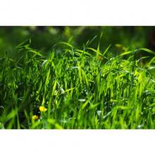 Césped Scotts Turf Builder para Sombra y Luz Solar con Fertilizante y Mejorador de Suelo, Crece en Diversas Condiciones - 500 semillas - Ver 2