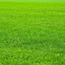 Césped Scotts Turf Builder para Sombra y Luz Solar con Fertilizante y Mejorador de Suelo, Crece en Diversas Condiciones - 500 semillas - Ver 3