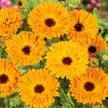 Más de 300 Semillas de Caléndula para Plantar en Macetas - Semillas de Flor de Marigold para Jardines y Paisajes - 300 - Ver 2