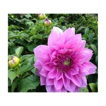 Envío Asortido, 100 Semillas RARAS MEZCLA DE FLORES DE DAHLIA POMPON, 100 Semillas, Dlh1-Yh91-Las Hojas Son 13 Pinnadas Y Completamente Lobuladas, Y Los Lóbulos Son Ovados O Oblongo-Ovados - SEMILLAS DE FLORES DE DALIA POMPÓN MIX RARO 100-1 - Ver 5