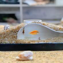 水族魚隧道躲藏處 天然彎曲洞穴裝飾，適用於孔雀魚、鬥魚和長鯰魚，淡水與鹹水魚缸配件，易於安裝的魚類躲藏處 - A - 查看 3