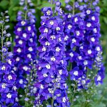 1000 Semillas de Delphinium Azul, Resistentes al Frío y a los Ciervos, Flores Perennes de Tallo Alto para Bordes de Jardín - 1000 - Ver 5