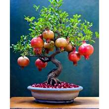 50 Semillas de Granada DWARF (Punica granatum) Nana Garden Fruit House Plant - Variante 1 - Ver 7