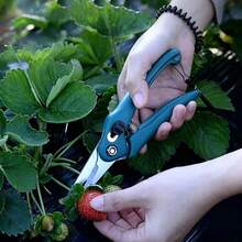 Garden Pruning Shears Stainless Steel Fruit Picking Scissors Multifunctional Plant Stem Branch Trimming Cutter For Strawberry Cherry Vegetable Harvesting - 1Pc Green - View 2