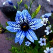 278 piezas de semillas de flores, flores coloridas, muy adecuadas para entusiastas del polen y para la decoración de jardines. - 278 - Ver 2