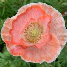100 Semillas de Flor de Amapola de Islandia Color Melocotón – Elegantes Flores Naranja-Rosadas para Jardín y Balcón - 100 semillas - Ver 1
