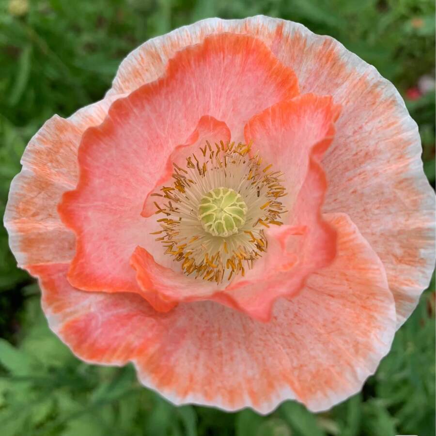 100 Semillas de Flor de Amapola de Islandia Color Melocotón – Elegantes Flores Naranja-Rosadas para Jardín y Balcón - 100 semillas - Ver 1