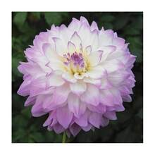 Envío Asortido, 100 Semillas RARAS MEZCLA DE FLORES DE DAHLIA POMPON, 100 Semillas, Dlh1-Yh91-Las Hojas Son 13 Pinnadas Y Completamente Lobuladas, Y Los Lóbulos Son Ovados O Oblongo-Ovados - SEMILLAS DE FLORES DE DALIA POMPÓN MIX RARO 100-1 - Ver 2