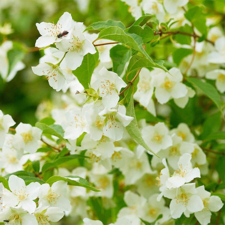 Más de 450 Semillas de Valeriana Blanca (Escalera de Jacob) para Plantar - Fragante, Atrae Abejas y Mariposas - 450 - Ver 1