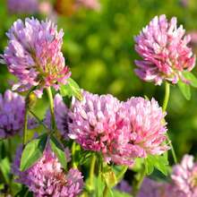 piezas de Trébol Carmesí: Cultive Hermosas Flores para un Impresionante Jardín Decorativo - 100 semillas - Ver 1