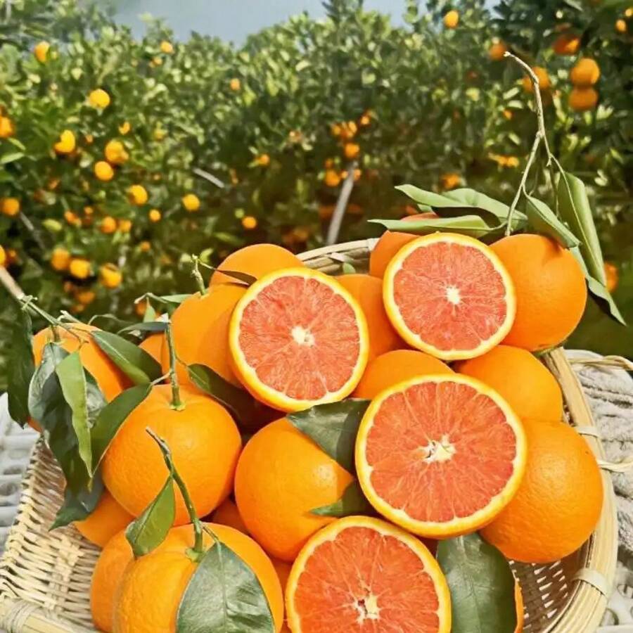 10pcs Blood Orange Tree Seeds - Sweet, Tangy Citrus Fruit - Easy-To-Grow, Hardy Tree For Home Gardens & Containers - Perfect For Fresh Juices, Marmalade & Gift Giving - 10 - 查看 1