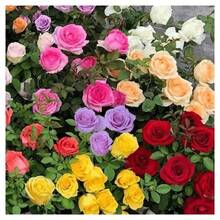 Rosas de 100 colores: amarillo, rosa, blanco, morado, negro, rojo. Las rosas son fáciles de plantar, muy adecuadas para plantas trepadoras y arbustos, y son muy adecuadas para los entusiastas de los jardines de rosas. - 100 semillas - Ver 5