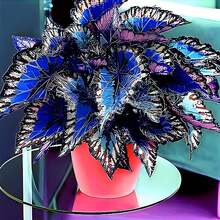 100 Semillas de Coleus – Plantas de Hoja Colorida para Decoración Interior y Exterior – Semillas Anuales Fáciles de Cultivar - 100 - Ver 2