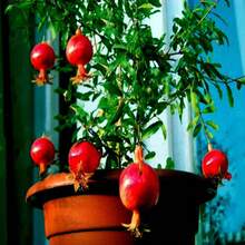 50 Semillas de Granada DWARF (Punica granatum) Nana Garden Fruit House Plant - Variante 1 - Ver 2